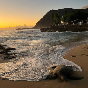 Meet your Posher, Pawsies4